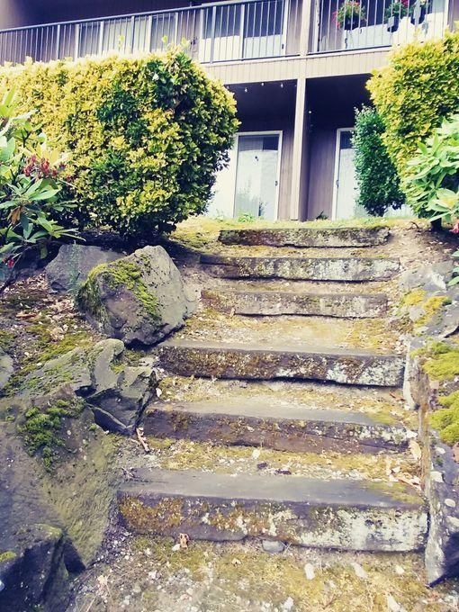 Stone steps leading up a garden path to a house entrance, flanked by shrubs and rocks