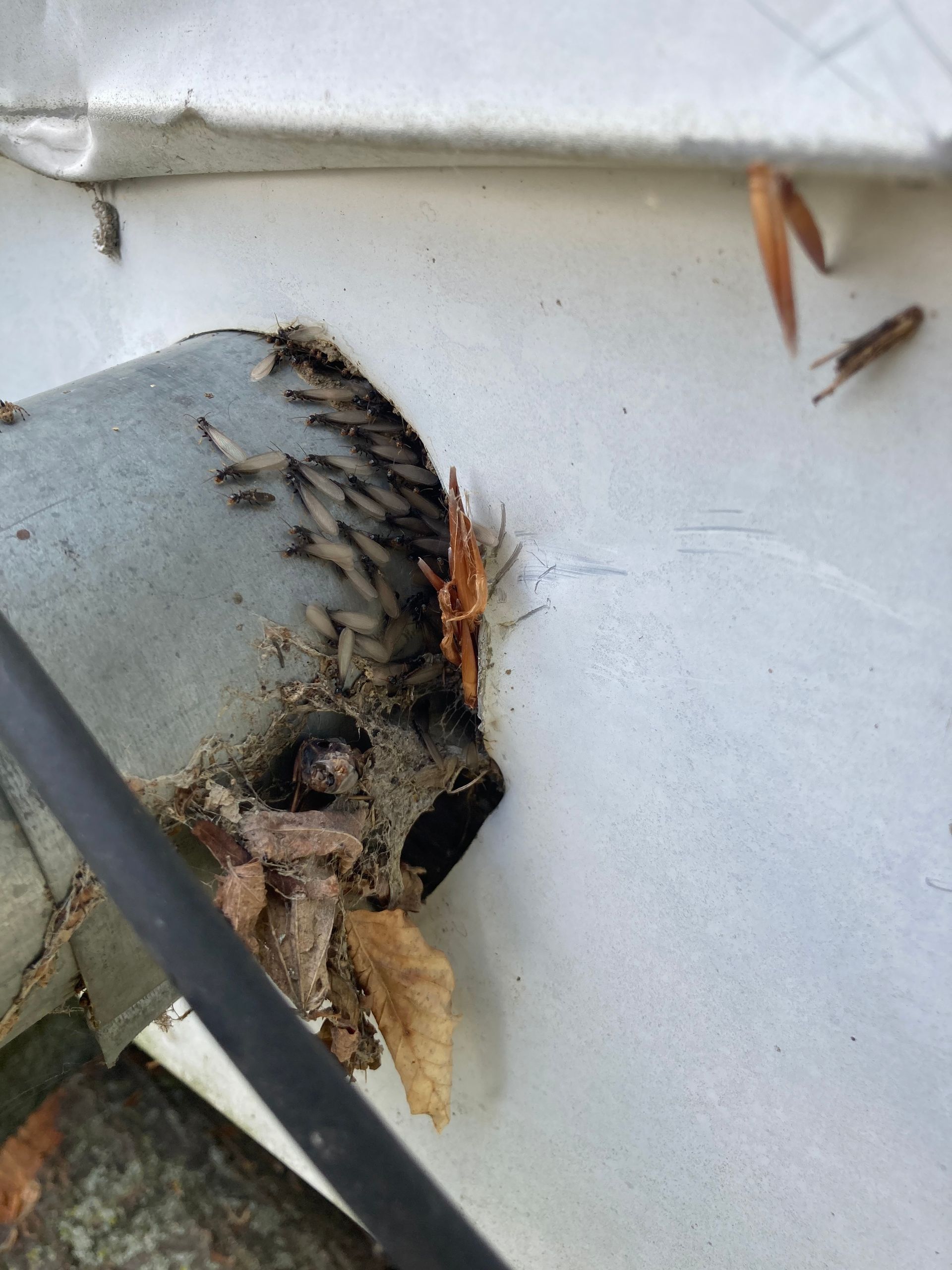 A mass of small insects clustered in a gutter opening, amidst leaves and debris.