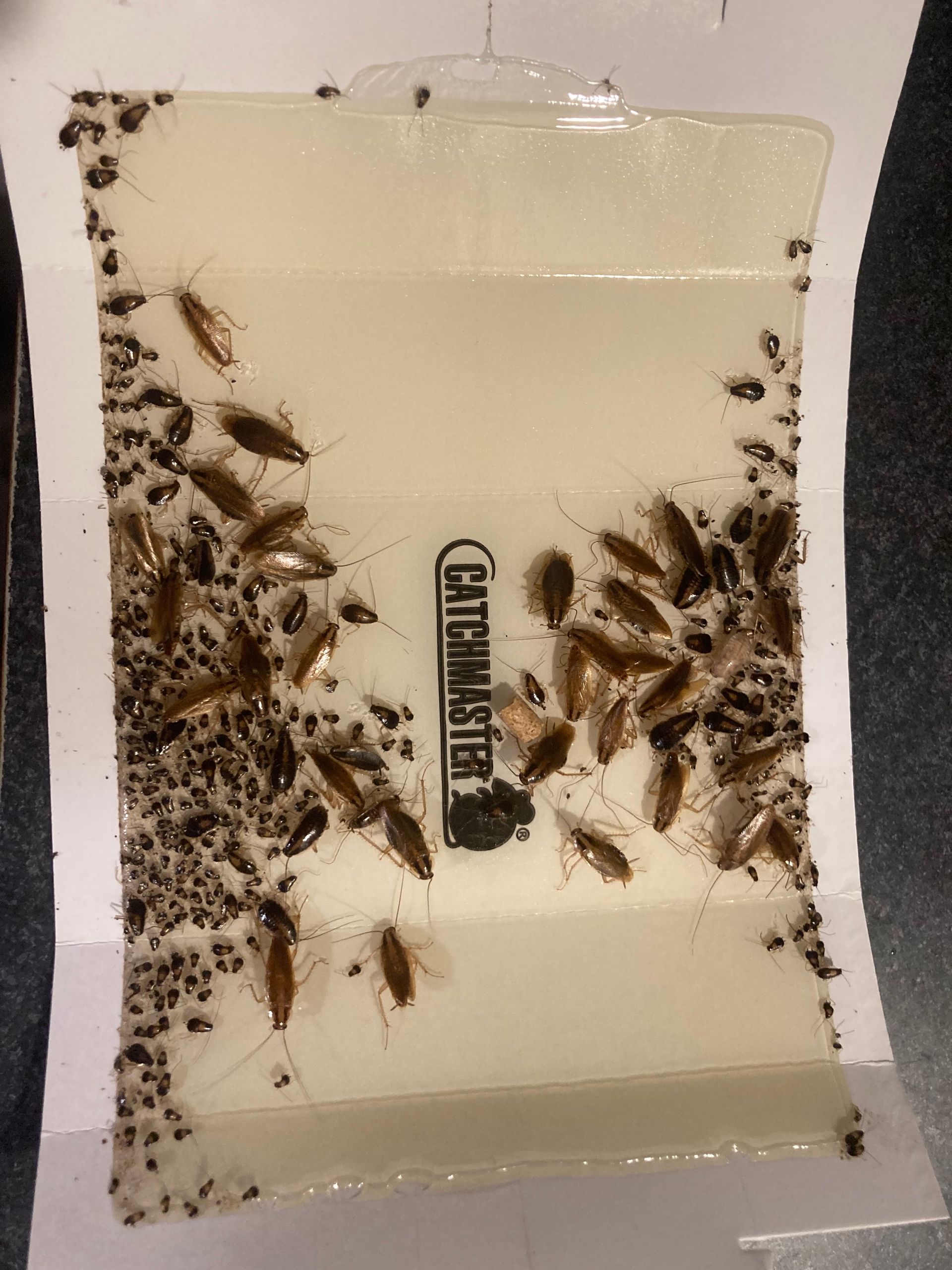 Sticky cockroach trap covered in trapped cockroaches and insect debris.