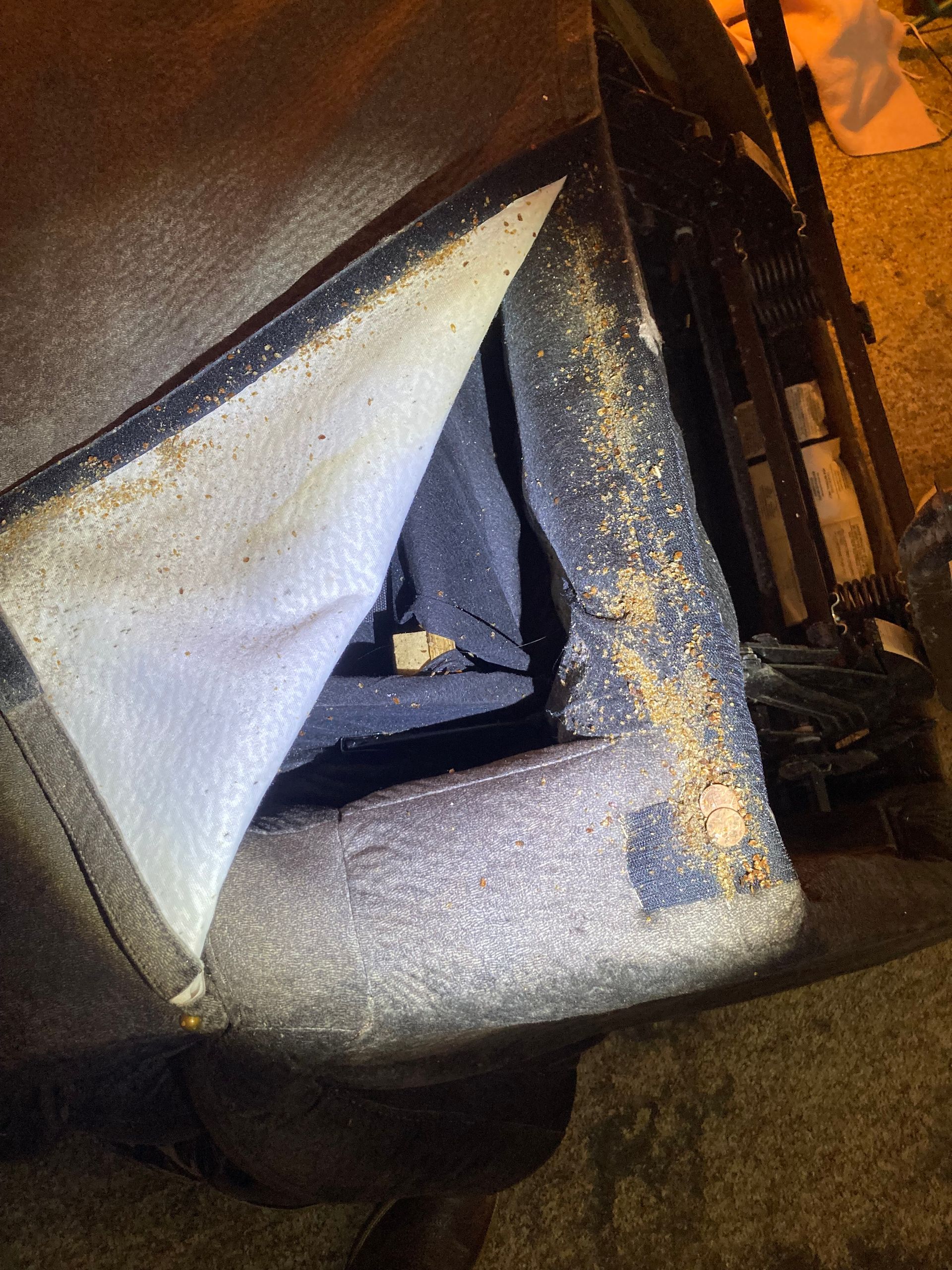 removal of bed bugs