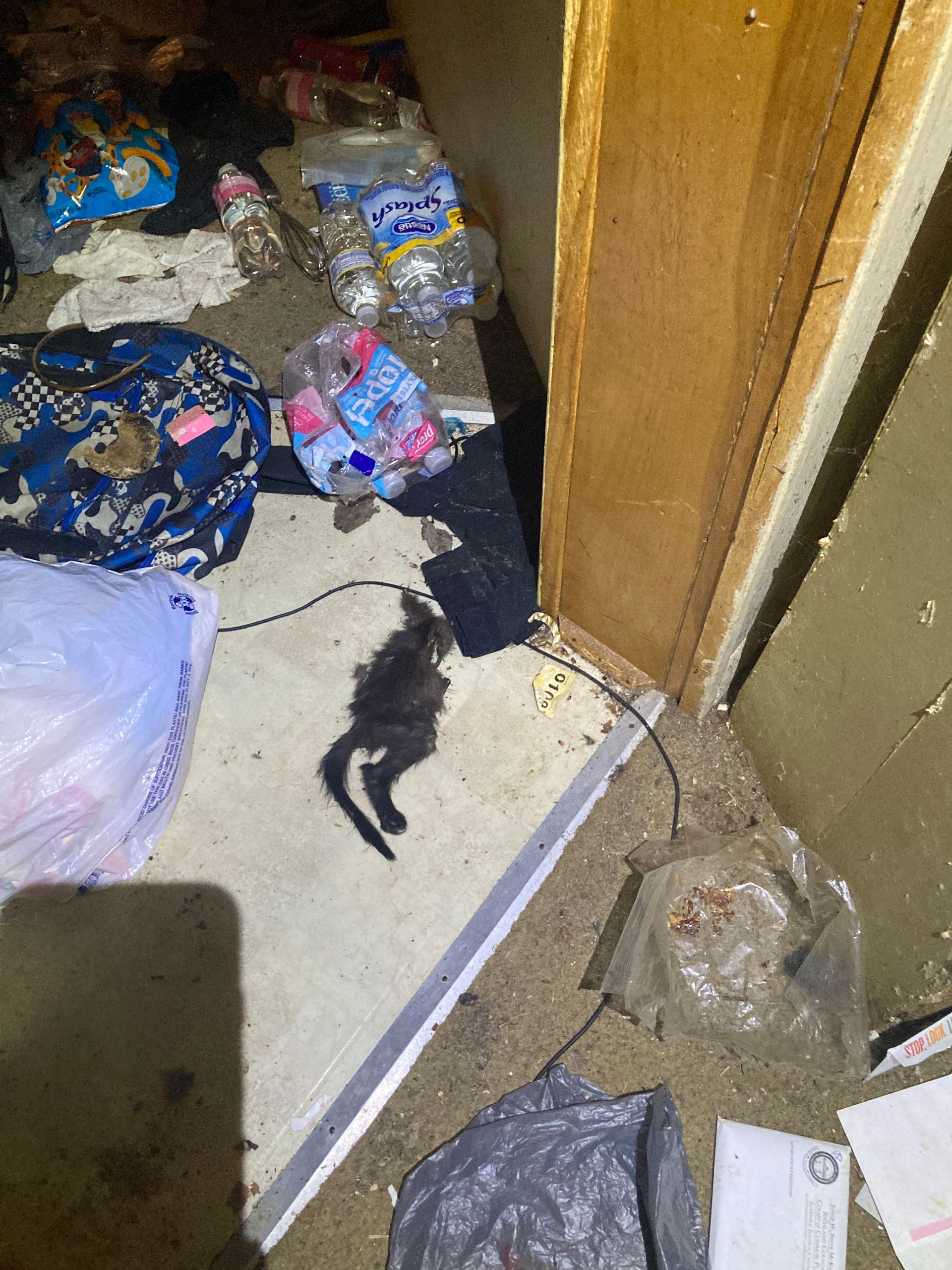 A deceased black cat lying amidst trash and clutter in a dark, cluttered space.