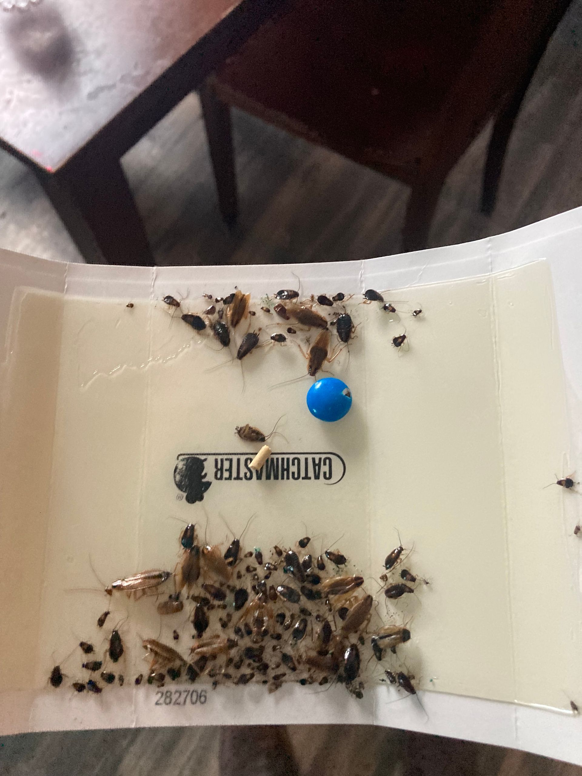 Sticky trap covered in trapped cockroaches.