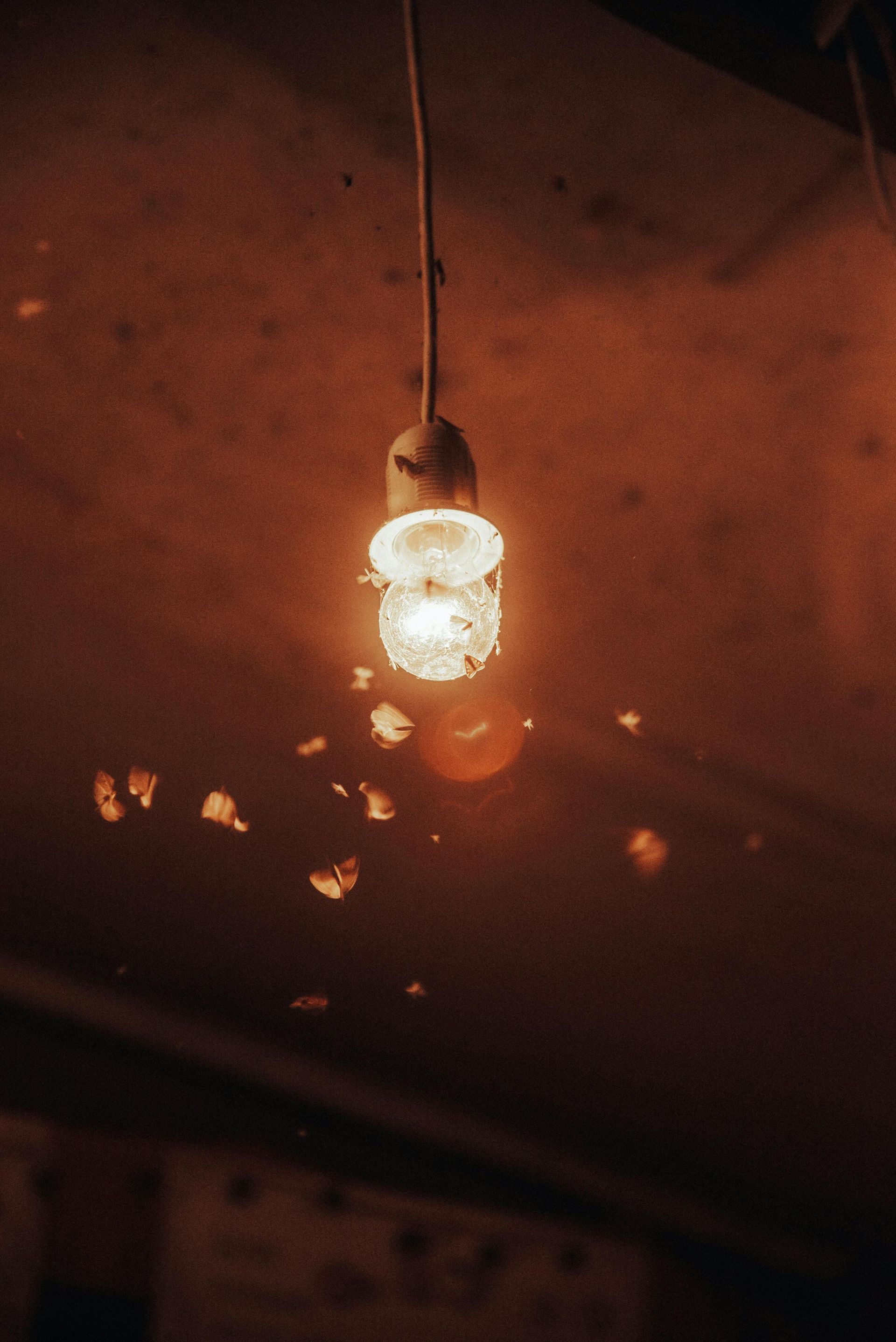 A bunch of bugs flying around a light bulb