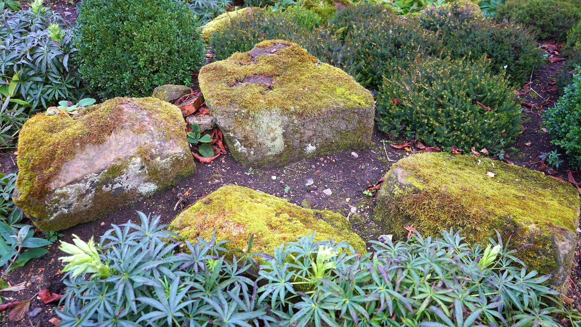 A group of rocks covered in moss in a garden surrounded by plants — ZBM Constructions in Wollongbar, NSW