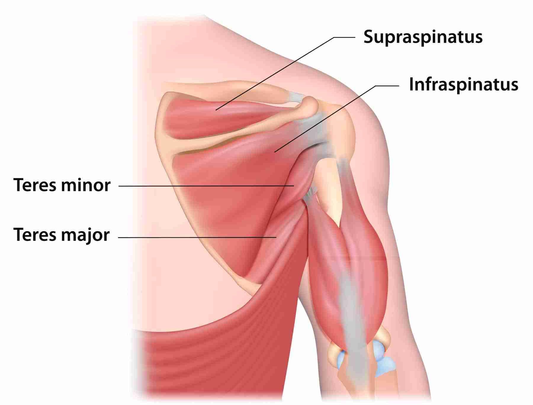 Skulder og supraspinatus