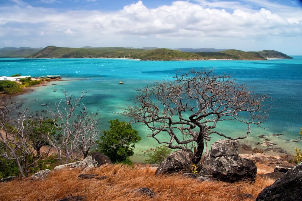 A Tree Stands on Top of A Rocky Hill Overlooking a Large Body of Water — Cape York Accounting Smithfield in Thursday Island, QLD