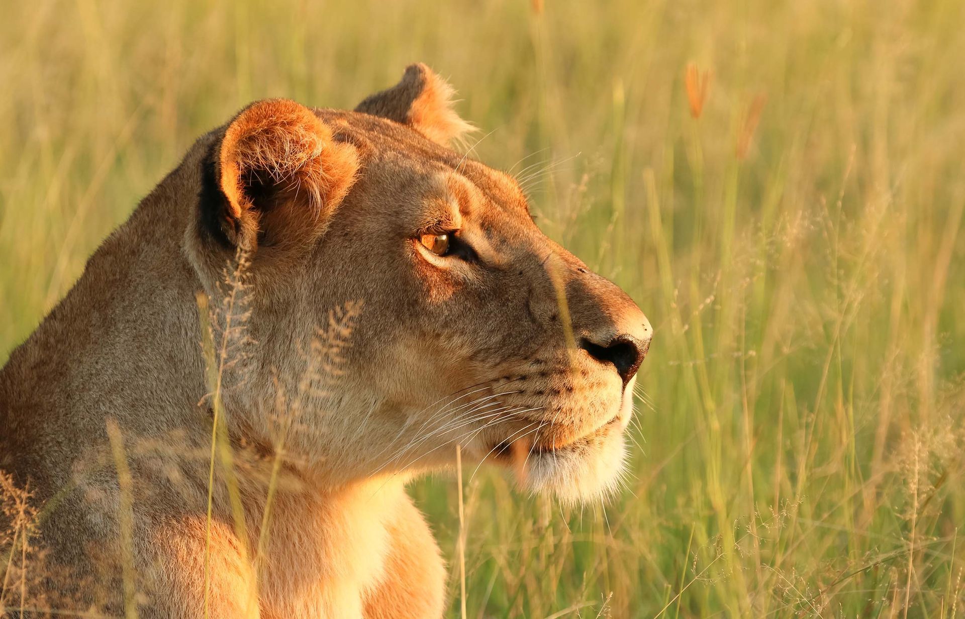 Inspiration Africa specializes in designing bespoke, tailor-made journeys that combine extraordinary perspectives with Africa’s most remarkable safari destinations. From intimate wildlife encounters like a lioness in profile to expertly guided safaris, photographic journeys, and immersive explorations, we craft travel experiences shaped entirely around you.