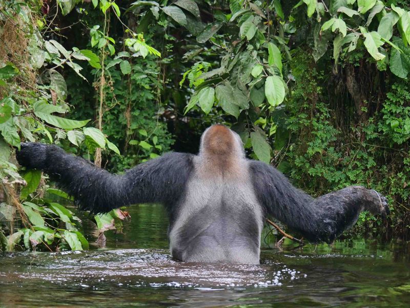 The equatorial rainforest of the Republic of the Congo offers one of the highest concentrations of western lowland gorillas in Africa. This powerful image of a silverback crossing a jungle water channel reflects the raw wilderness of the Congo Basin. Inspiration Africa specializes in designing bespoke, tailor-made journeys that combine extraordinary perspectives with Africa’s most remarkable safari destinations, unlocking rare and meaningful wildlife encounters in truly untouched environments.