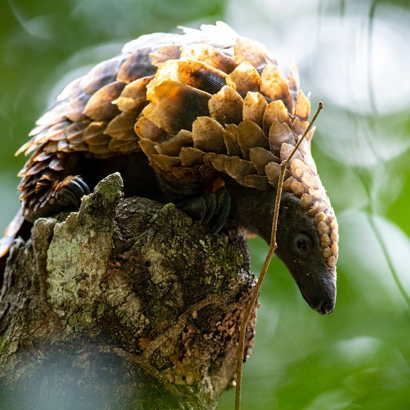 Discover one of Africa’s rarest wildlife encounters with Inspiration Africa. This striking close-up of a pangolin reflects the untouched wilderness of the Central African Republic. We specialize in designing bespoke, tailor-made journeys that combine extraordinary perspectives with Africa’s most remarkable safari destinations, offering truly exclusive experiences in some of the continent’s last great wild places.