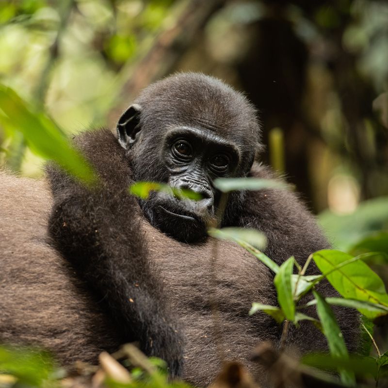 A baby gorilla clings playfully to a branch in the lush rainforest of the Central African Republic —a heartwarming moment that captures the wonder of gorilla tracking in the wild. Inspiration Africa offers expert-guided, tailor-made journeys to this remote and biodiverse region, where you can encounter western lowland gorillas up close in their natural habitat. Our immersive safaris support conservation and provide unforgettable wildlife experiences deep in Central Africa’s pristine forests. Let Inspiration Africa craft your once-in-a-lifetime adventure.