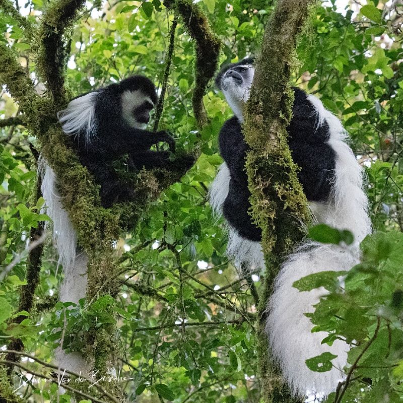 Colobus tracking in Rwanda offers a remarkable primate experience in Nyungwe Forest National Park. Here, visitors can observe large troops of striking black-and-white colobus monkeys in their natural rainforest habitat, creating an enriching and immersive encounter for wildlife enthusiasts and nature lovers alike. Inspiration Africa specializes in bespoke, tailor-made journeys to Rwanda and across Africa, crafting extraordinary safari and adventure experiences in remarkable destinations.