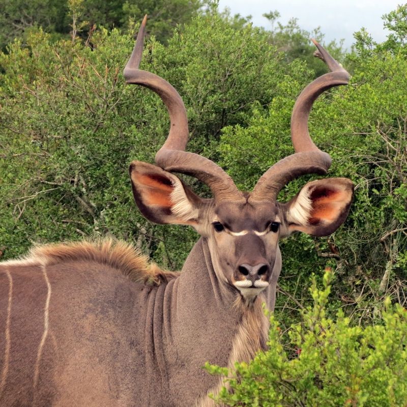 A magnificent male kudu stands proudly on a wildlife safari in Botswana, its long spiral antlers rising gracefully above its head as it moves through the golden bushveld and acacia-dotted landscapes. The kudu’s striking markings and elegant posture highlight the beauty and refinement of one of Africa’s most iconic antelope species, perfectly adapted to the diverse wilderness of Southern Africa. Set against Botswana’s pristine safari environment, this encounter captures the quiet majesty and untamed spirit of the African bush, where extraordinary wildlife thrives in vast, unspoiled habitats.
Inspiration Africa specializes in bespoke, tailor-made journeys across Botswana and the African continent, creating immersive travel experiences that connect travelers with exceptional wildlife encounters, breathtaking landscapes, and authentic safari adventures. From game drives in Botswana’s renowned reserves to exclusive luxury safari experiences, every itinerary is carefully curated to showcase the beauty, diversity, and spirit of Africa.