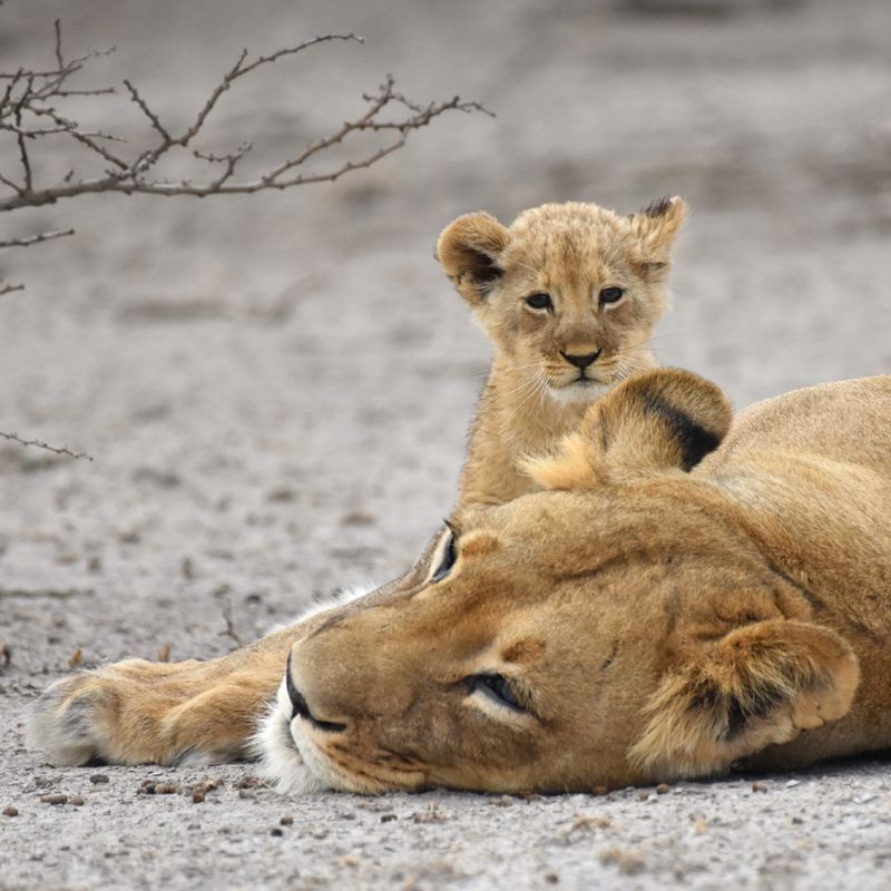 A mother lion and her cub are captured in this intimate wildlife photograph in Central Kalahari Game Reserve, Botswana, highlighting a tender moment between parent and offspring in their natural habitat. The adult lion exudes strength and watchfulness, while the cub stays close, learning and observing under her protection. The surrounding Kalahari landscape of open plains and sparse vegetation emphasizes the vastness and raw beauty of this remote wilderness. This image conveys the essence of life on safari, offering an up-close glimpse into the behaviors, bonds, and resilience of Botswana’s iconic predators. Inspiration Africa specializes in bespoke, tailor-made journeys to Botswana and across Africa, crafting unforgettable safari experiences in extraordinary wilderness destinations.