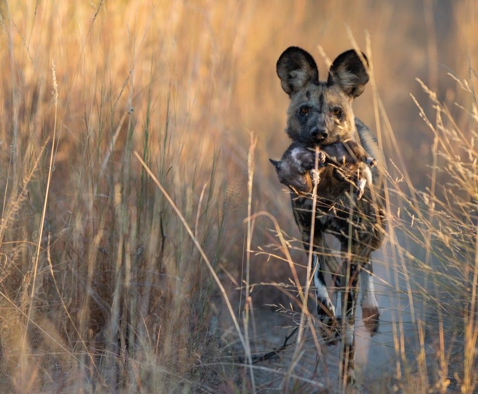 A hyena carrying a piece of prey in its mouth is captured in this compelling wildlife photograph in Moremi Game Reserve, Botswana, highlighting the raw intensity of life in the African bush. The hyena’s strong jaws, focused expression, and powerful posture convey its role as both predator and scavenger within the ecosystem. The surrounding landscape of open plains and sparse vegetation provides context to the animal’s natural habitat, emphasizing the wilderness and untamed beauty of the reserve. This image captures an authentic safari encounter, offering a close look at the behaviors and survival strategies of Botswana’s iconic wildlife. Inspiration Africa specializes in bespoke, tailor-made journeys to Botswana and across Africa, crafting unforgettable safari experiences in extraordinary wilderness destinations.