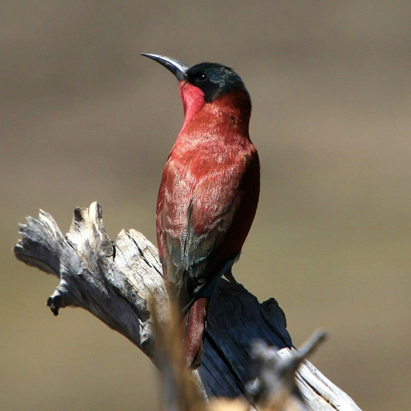 Experience a vibrant wildlife moment in Botswana’s Chobe National Park with this stunning photo of a small red-and-black bird perched gracefully among the park’s lush vegetation. Its striking colors stand out vividly against the natural backdrop, highlighting the rich avian diversity that thrives in one of Africa’s most iconic wildlife destinations. Soft sunlight enhances the bird’s intricate plumage, capturing the delicate beauty and energy of this remarkable species. Inspiration Africa creates tailor-made journeys that bring you closer to unforgettable wildlife encounters and breathtaking landscapes. Let us design your personalized, conservation-focused adventure to explore the extraordinary birds and natural wonders of Chobe National Park.
