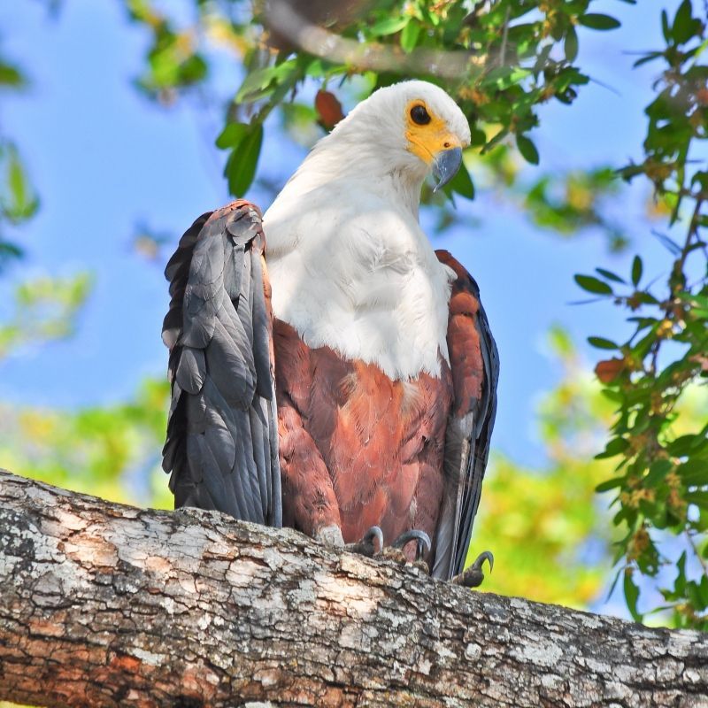 Gaze upon the commanding presence of an African fish eagle perched on a branch in Botswana’s Chobe National Park. This striking wildlife photograph captures the bird’s distinctive white head, chestnut body, and piercing eyes as it surveys the waterways below. Known as the iconic voice of Africa, the fish eagle thrives along the Chobe River, where abundant fish and rich ecosystems support diverse birdlife. Encountering this majestic raptor in its natural habitat is a truly memorable safari experience. Inspiration Africa specializes in crafting bespoke, tailor-made journeys that deliver exceptional wildlife encounters across Africa’s most remarkable destinations.