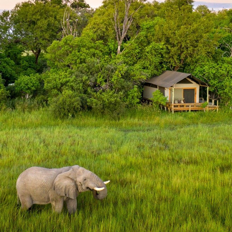 An aerial view of one of the tents at Little Sable in Botswana is captured in this striking travel photograph, showing the tent nestled harmoniously within lush greenery of the surrounding wilderness. From above, the canvas structure is framed by native trees and vegetation, emphasizing the camp’s integration into its natural setting. In the distance, an elephant moves gracefully through the landscape, highlighting the abundance of wildlife in the area. The perspective conveys both the privacy and immersion guests enjoy, offering a sense of connection to the bush from a unique vantage point. This scene embodies the essence of an authentic Botswana safari, combining understated luxury with proximity to nature and unforgettable wildlife encounters. Inspiration Africa specializes in bespoke, tailor-made journeys to Botswana and across Africa, crafting extraordinary safari experiences in remarkable wilderness destinations.