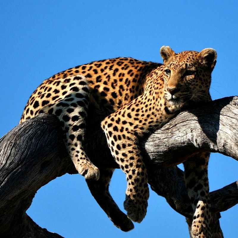 A leopard reclines gracefully along a sturdy tree branch in the Okavango Delta, Botswana, blending seamlessly into the golden light and lush riverine landscapes of this UNESCO World Heritage wilderness. Its powerful yet elegant form rests high above the floodplains, offering a rare glimpse of one of Africa’s most elusive predators in a moment of calm. Below, the intricate waterways and dense vegetation of the delta stretch across one of the continent’s most extraordinary ecosystems, renowned for its exceptional wildlife encounters and pristine natural beauty.
Inspiration Africa specializes in bespoke, tailor-made journeys across Botswana and the African continent, creating immersive travel experiences that connect travelers with extraordinary wildlife, breathtaking landscapes, and exclusive safari adventures. From leopard sightings in the Okavango Delta to luxury mokoro excursions and remote wilderness camps, every itinerary is carefully curated to showcase the beauty, diversity, and spirit of Africa.