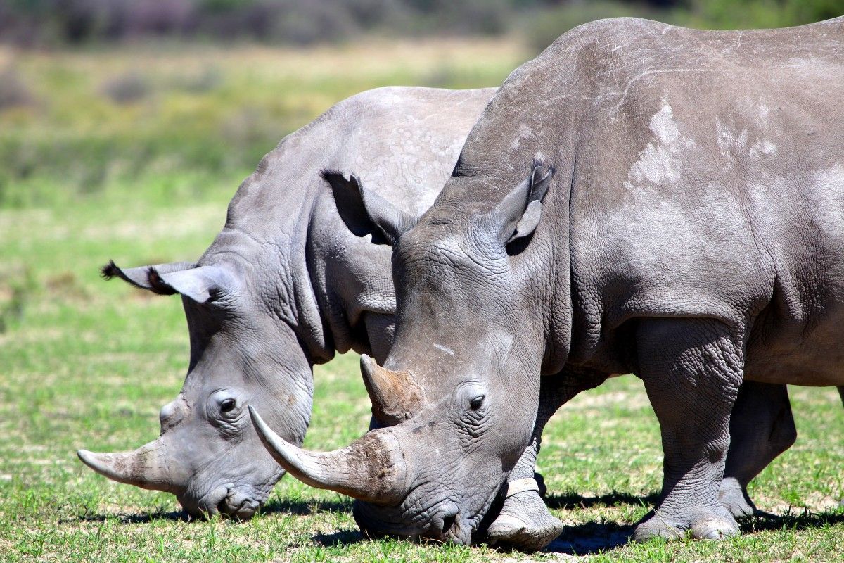 A group of rhinos grazing at Khama Rhino Sanctuary in Botswana is captured in this compelling wildlife photograph, set within the sanctuary’s open savannah and grassy plains. The image highlights the strength and presence of these iconic animals, emphasizing their conservation importance and the sanctuary’s role in protecting Botswana’s rhino populations. The surrounding landscape of trees, shrubs, and wide-open spaces reflects the natural habitat where the rhinos roam freely, providing a safe environment for both adults and calves. This scene conveys the essence of wildlife conservation and the opportunity for visitors to witness Botswana’s remarkable species up close. Inspiration Africa specializes in bespoke, tailor-made journeys to Botswana and across Africa, crafting unforgettable safari experiences in extraordinary wilderness destinations.