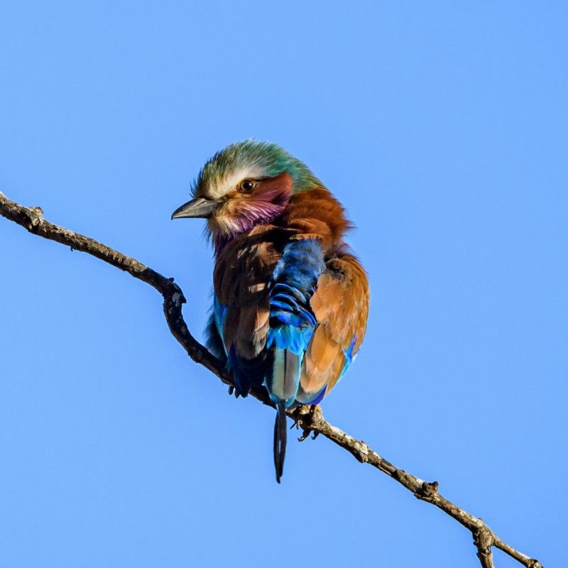 A vibrant bee-eater bird with striking purple-toned plumage perches delicately among the branches in Chobe National Park, Botswana, one of Africa’s premier wildlife and birdwatching destinations. Set against the lush riverine forests and wetlands of the Chobe River ecosystem, the bird’s vivid colors stand out beautifully in the soft natural light, highlighting the extraordinary diversity of avian life in this protected wilderness. Chobe National Park is renowned for its rich birdlife, seasonal floodplains, and abundant wildlife, offering unforgettable safari experiences in a pristine natural setting.
Inspiration Africa specializes in bespoke, tailor-made journeys across Botswana and the African continent, creating immersive travel experiences that connect travelers with extraordinary wildlife, exceptional birdwatching opportunities, and breathtaking landscapes. From Chobe River safari cruises to exclusive wilderness adventures, every itinerary is carefully curated to showcase the beauty, diversity, and spirit of Africa.