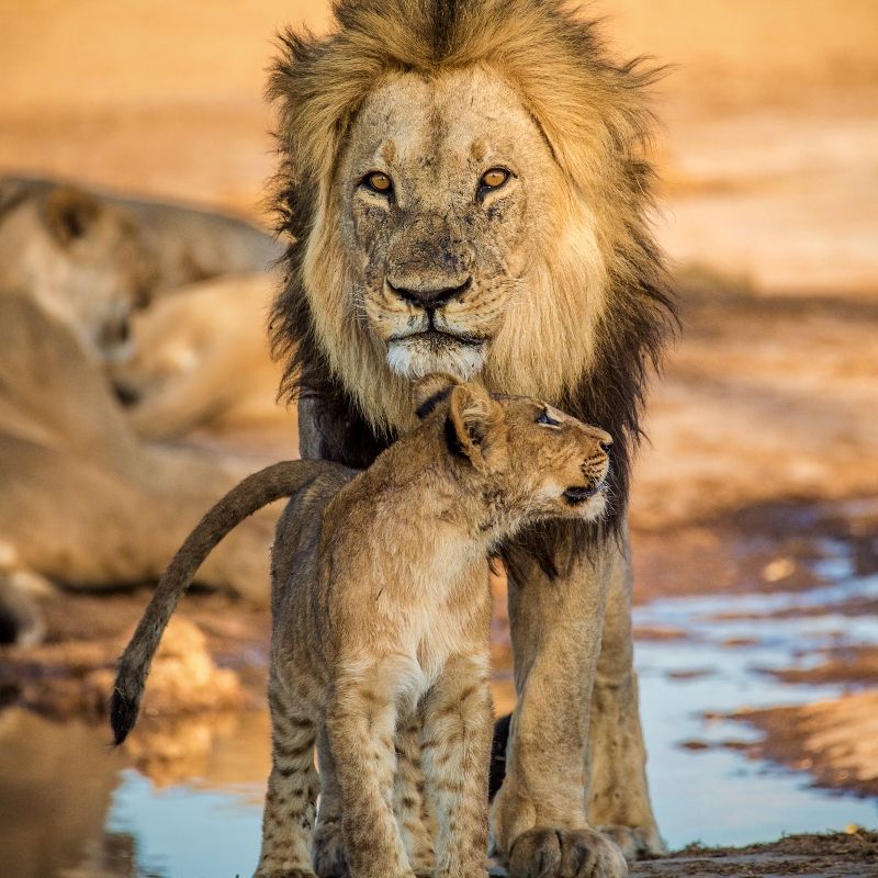A striking wildlife moment captures a lion and lioness mating in the vast wilderness of the Central Kalahari National Park, set against the backdrop of endless open plains and golden light. Captured in this evocative safari photograph, the scene reflects the raw intensity, natural rhythm, and intimate behaviours that define life in one of Africa’s most remote and untouched ecosystems. The Central Kalahari is renowned for its dramatic landscapes, adapted predator populations, and extraordinary wildlife encounters far from the crowds. Ideal for wildlife enthusiasts, photographers, and safari travellers seeking rare and authentic moments in nature, this image embodies the powerful essence of Africa’s wild heart. Inspiration Africa specializes in bespoke, tailor-made safaris across Africa, crafting immersive journeys that reveal unforgettable wildlife experiences in extraordinary and remote landscapes like the Central Kalahari.