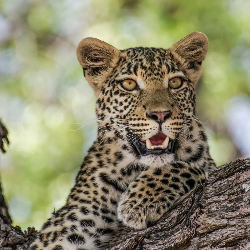Experience an unforgettable wildlife moment in Botswana with this striking photo of a leopard poised gracefully among the bushveld. Its golden, patterned coat blends seamlessly with the dappled light filtering through the trees, showcasing the stealth and elegance of one of Africa’s most iconic predators. The intense gaze and powerful posture capture the leopard’s commanding presence within its pristine habitat. Inspiration Africa creates tailor-made journeys that bring you closer to extraordinary wildlife encounters and breathtaking landscapes. Let us design your personalized adventure to explore Botswana’s remarkable wilderness and witness its magnificent big cats in their natural environment.