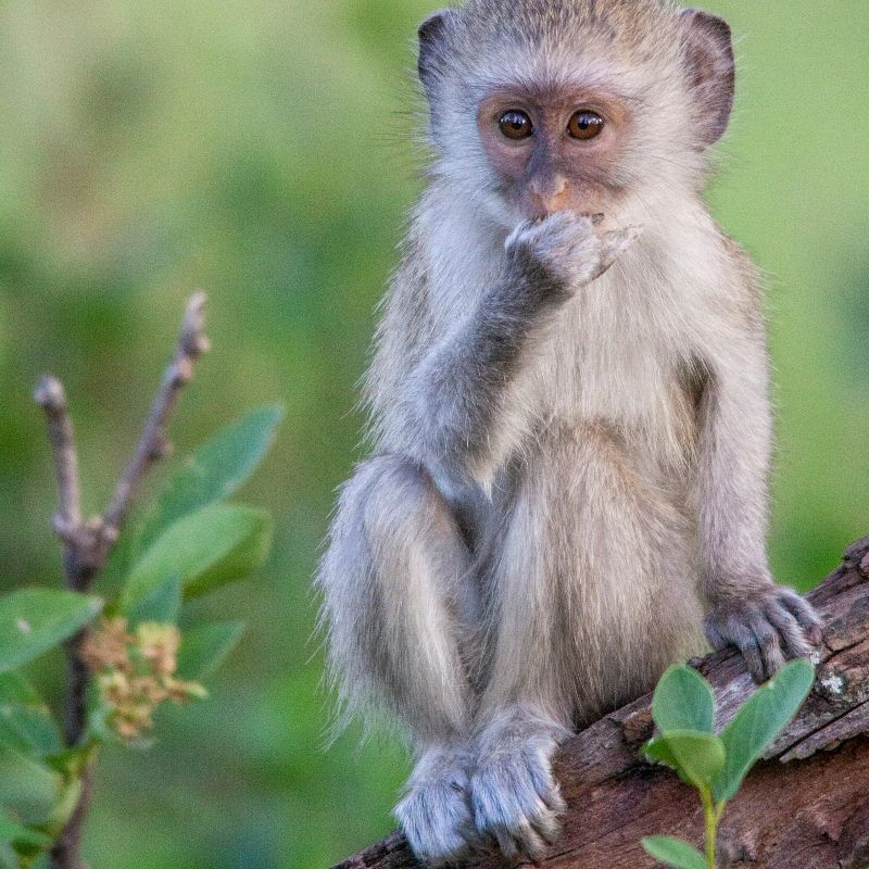 Experience the lively wildlife of Botswana with this captivating image of a monkey in Chobe National Park. The photo captures the monkey perched among lush trees, highlighting its curious expression, agile movements, and playful behaviour. Set against the park’s vibrant riverine forests and savannah backdrop, the scene showcases the rich biodiversity and dynamic ecosystems that make Chobe one of Africa’s most celebrated wildlife destinations.
Inspiration Africa crafts tailor-made journeys to Botswana, offering travellers the chance to observe monkeys and other remarkable wildlife in their natural habitat, explore the stunning landscapes of Chobe, and immerse themselves in the extraordinary beauty and diversity of this iconic African park.