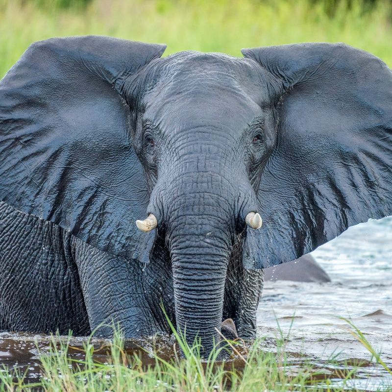 A majestic elephant stands in the golden landscapes of Chobe National Park in Botswana, captured in this breathtaking wildlife travel photograph. Surrounded by riverine forests and open savannah, the elephant exemplifies the park’s renowned biodiversity and its status as home to one of Africa’s largest elephant populations. Chobe National Park offers unforgettable safari experiences, from river cruises to land-based game drives, allowing travelers to observe wildlife in pristine natural habitats. Ideal for nature lovers, photographers, and safari enthusiasts, this scene captures the strength, beauty, and majesty of Botswana’s iconic wildlife. Inspiration Africa specializes in bespoke, tailor-made safaris across Botswana and Africa, crafting authentic, immersive wildlife experiences in extraordinary destinations.