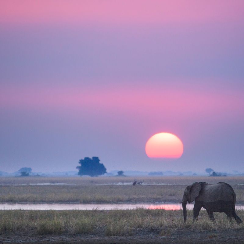 Experience the majestic wildlife of Botswana with this breathtaking image of an elephant at sunset. The photo captures the elephant silhouetted against the warm, golden hues of the setting sun, highlighting its impressive size, graceful movements, and the serene atmosphere of the surrounding wilderness. This scene reflects the timeless beauty and extraordinary biodiversity of Botswana’s landscapes, where elephants roam freely across vast savannahs and waterways.
Inspiration Africa crafts tailor-made journeys to Botswana, offering travellers the opportunity to observe elephants and other remarkable wildlife in their natural habitat, explore the stunning scenery of the country’s national parks, and immerse themselves in the unforgettable natural beauty of this iconic African destination.
