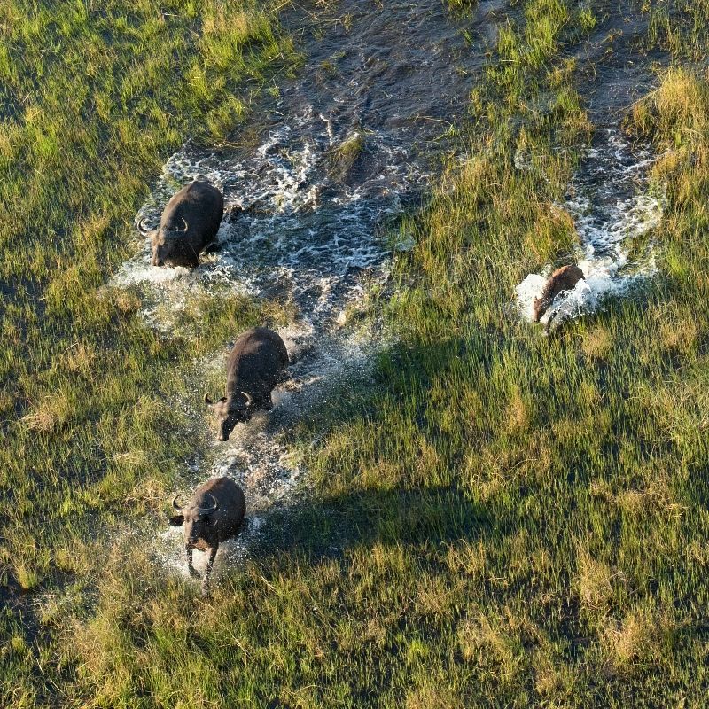 An aerial view captures a powerful herd of African buffalo running through the flooded plains of the Okavango Delta in Botswana, taken during an unforgettable photographic safari. Surrounded by shimmering waterways and lush green floodplains, the moving herd highlights the scale, energy, and raw beauty of this unique wetland ecosystem. The Okavango Delta, a UNESCO World Heritage Site, is renowned for its seasonal floods, abundant wildlife, and exceptional photographic opportunities. Ideal for wildlife photographers, safari enthusiasts, and nature lovers, this scene showcases Botswana’s wilderness from a dramatic perspective. Inspiration Africa specializes in bespoke, tailor-made photographic safaris to Botswana and across Africa, crafting expertly guided journeys that deliver extraordinary aerial views and unforgettable wildlife encounters.
