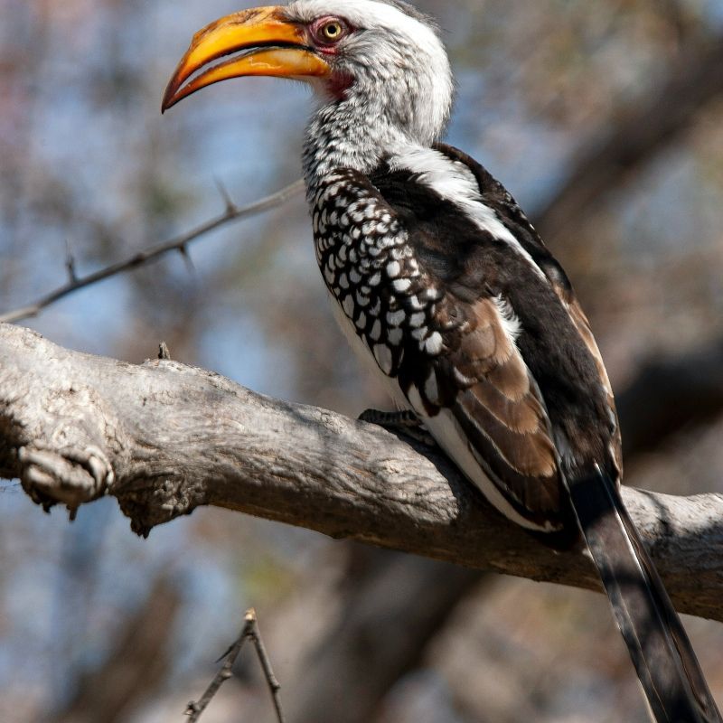 Experience the vibrant wildlife of Botswana with this captivating image of a yellow-billed hornbill in the Okavango Delta. The photo captures the bird perched gracefully, highlighting its distinctive curved beak, striking plumage, and alert gaze against the lush wetlands of the delta. This scene showcases the rich avian biodiversity and unique charm of one of Africa’s most extraordinary ecosystems.
Inspiration Africa crafts tailor-made journeys to Botswana, offering travellers the opportunity to observe yellow-billed hornbills and other remarkable bird species in their natural habitat, explore the stunning waterways and wildlife of the Okavango Delta, and immerse themselves in the exceptional natural beauty of this iconic African destination.
