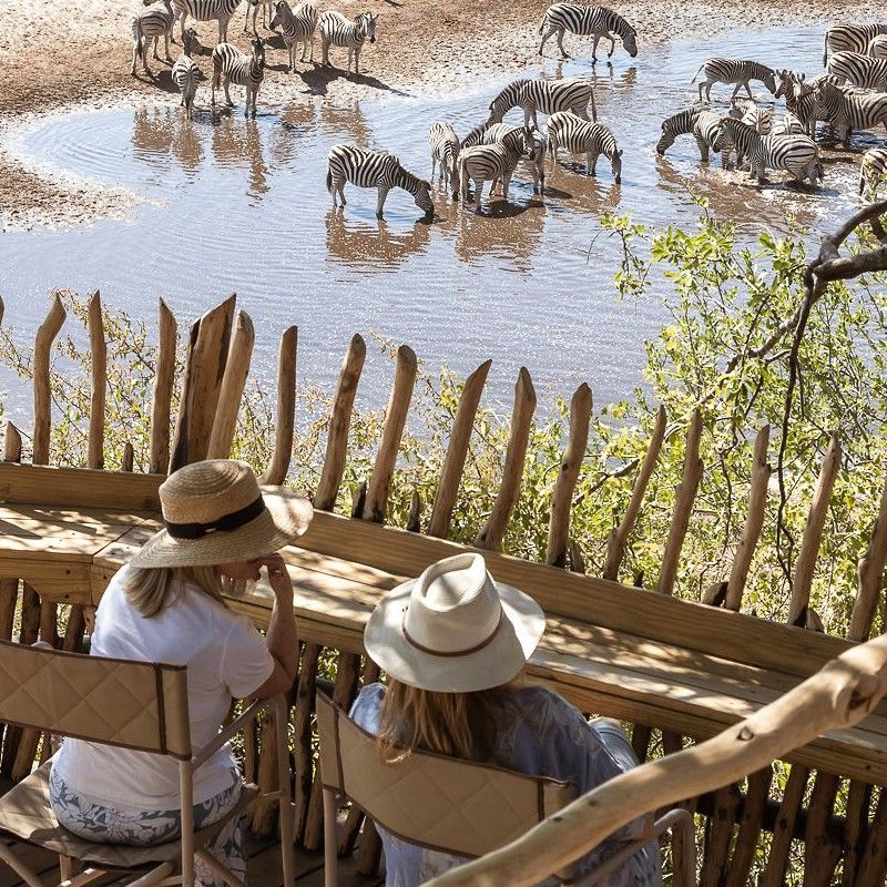 Guests overlooking a herd of zebras drinking from a waterhole at Moela Safari Lodge in Botswana are captured in this compelling travel photograph, illustrating a moment of quiet connection with the surrounding wilderness. Viewed from an elevated balcony, the scene reveals zebras gathered at the water’s edge below, their striking patterns contrasting with the earthy tones of the savannah landscape. The vantage point allows for unobtrusive wildlife viewing, emphasizing the lodge’s thoughtful positioning within the natural environment. Soft light and open space create a calm, immersive atmosphere where guests can observe wildlife behavior at close range without disturbance. This image reflects the essence of an authentic Botswana safari, defined by intimacy, perspective, and respect for nature. Inspiration Africa specializes in bespoke, tailor-made journeys to Botswana and across Africa, crafting unforgettable safari experiences in extraordinary wilderness destinations.