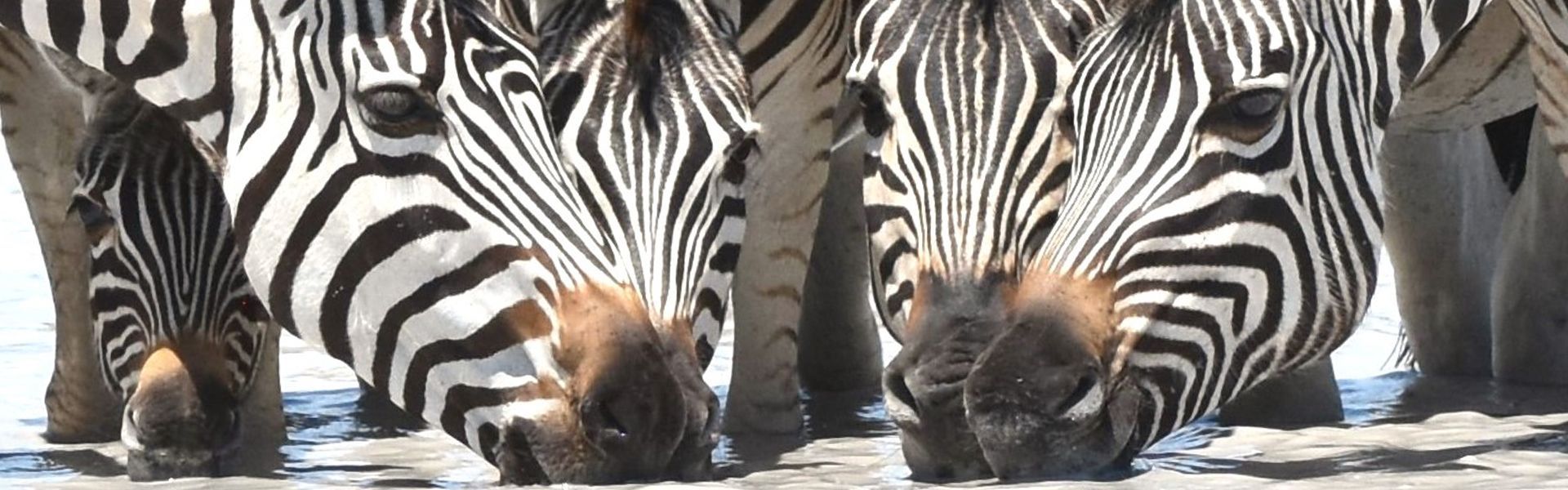 Experience the captivating wildlife of Botswana with this stunning image of zebras drinking from a waterhole in Nxai Pan. The photo captures the striking black-and-white patterns of the zebras as they gather in the golden grasslands, reflecting the harmony and rhythm of life on the African plains. The serene waterhole and expansive landscape highlight the rich biodiversity and iconic scenery that make Nxai Pan one of Botswana’s most remarkable wilderness areas.
Inspiration Africa crafts tailor-made journeys to Botswana, offering travellers the opportunity to observe zebras and other wildlife in their natural habitat, explore breathtaking savannah landscapes, and experience the extraordinary beauty of Africa’s pristine ecosystems.