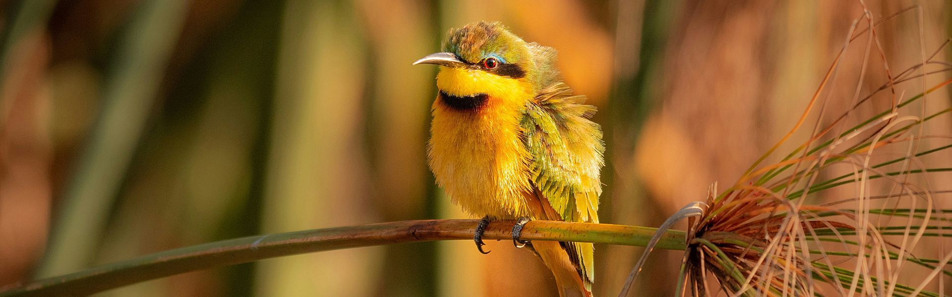 A vibrant bee-eater bird perches gracefully in the wild landscapes of Botswana, showcasing its brilliant plumage of vivid greens, blues, and warm golden tones. Known for its striking colors and agile flight, this beautiful bird is often seen across Southern Africa’s open woodlands and riverine habitats, adding flashes of color and life to the region’s diverse ecosystems. The delicate detail and natural elegance of the bee-eater reflect the richness of Botswana’s birdlife and the immersive beauty of its unspoiled wilderness. Inspiration Africa specializes in bespoke, tailor-made journeys across Botswana and the African continent, creating immersive travel experiences that connect travelers with exceptional wildlife, breathtaking landscapes, and authentic safari adventures. From birdwatching safaris to luxury wildlife experiences, every itinerary is carefully curated to reveal the diversity, beauty, and spirit of Africa.
