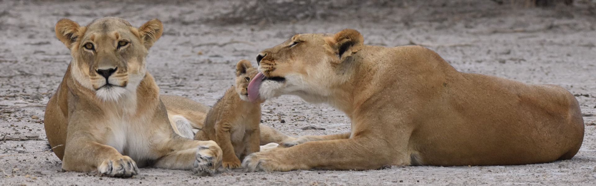 A pride of lions rests across the vast landscapes of the Kalahari in Botswana, surrounded by golden grasslands, rugged terrain, and the dramatic beauty of one of Africa’s most iconic wilderness regions. The powerful presence of these magnificent predators captures the raw spirit of the African safari, where extraordinary wildlife encounters unfold in remote and untouched natural settings. Beneath expansive skies and endless horizons, the Kalahari offers travelers an authentic and unforgettable safari experience rich in biodiversity, beauty, and adventure. Inspiration Africa specializes in bespoke, tailor-made journeys across Botswana and the African continent, designing immersive travel experiences that connect travelers with exceptional wildlife, breathtaking landscapes, and authentic cultural encounters. From exclusive safari adventures to remote luxury escapes, every itinerary is carefully curated to reveal the extraordinary spirit and diversity of Africa.
