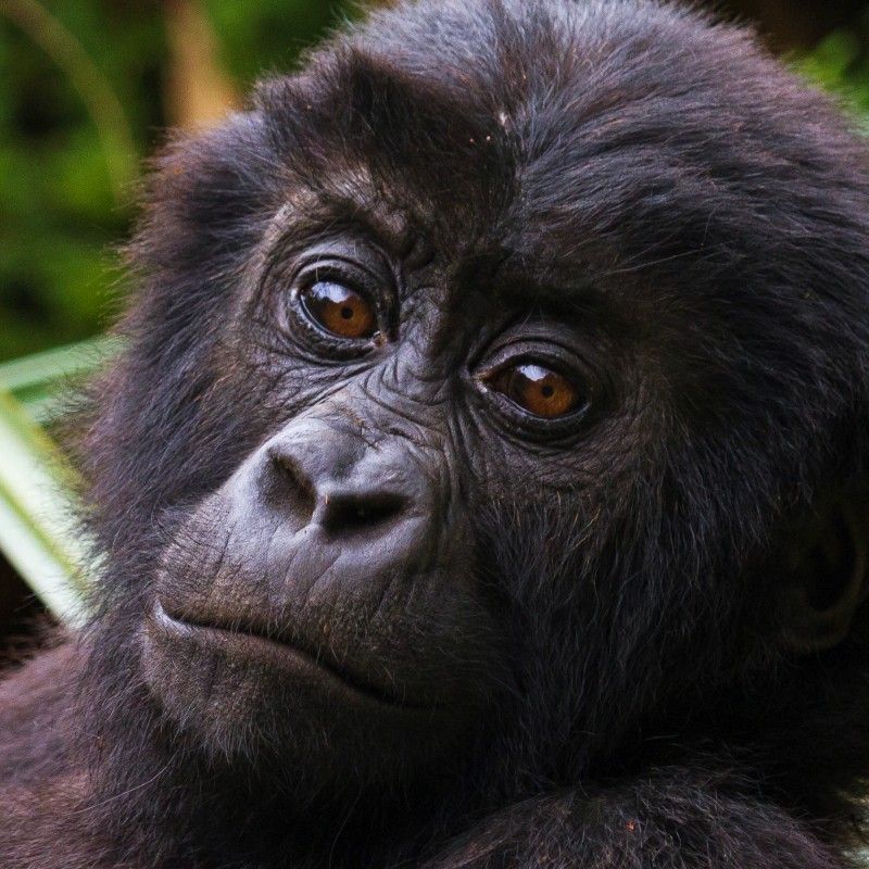 A powerful portrait of an Eastern lowland gorilla reveals the strength, intelligence, and remarkable presence of one of Africa’s rarest great apes deep within the forests of the Democratic Republic of Congo. Surrounded by dense tropical vegetation, the gorilla’s expressive features and calm gaze create an intimate connection to the wild beauty and biodiversity of Central Africa. Encountering these endangered primates in their natural habitat is an extraordinary wildlife experience that highlights both the importance of conservation and the raw beauty of Africa’s remote wilderness. Inspiration Africa specializes in bespoke, tailor-made journeys across the Democratic Republic of Congo and the African continent, creating immersive travel experiences that connect travelers with exceptional wildlife, untouched landscapes, and authentic cultural encounters. Every itinerary is carefully designed to inspire adventure, discovery, and meaningful connection with Africa’s natural wonders.