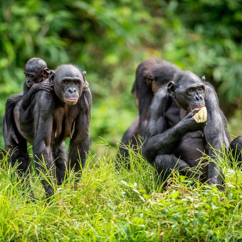A group of bonobos in the lush rainforest of the Democratic Republic of Congo is captured in this intimate travel photograph, highlighting one of Africa’s most remarkable and endangered primates in its natural habitat. Surrounded by dense tropical vegetation, the bonobos interact calmly among the trees and forest floor, conveying their social nature and close family bonds. Soft filtered light passes through the canopy above, illuminating the rich textures of the rainforest and creating a peaceful, immersive atmosphere. The scene reflects the extraordinary biodiversity and ecological importance of the Congo Basin rainforest. Inspiration Africa curates bespoke, tailor-made journeys to the Democratic Republic of Congo and across Africa, combining immersive wildlife encounters with conservation-focused and adventure travel experiences in extraordinary destinations.