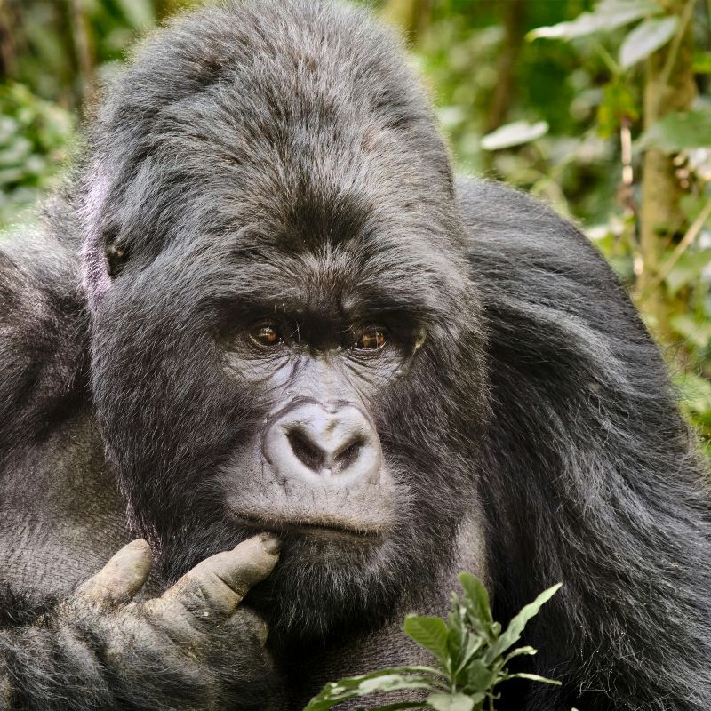 Encounter the profound gaze of a mountain gorilla in the heart of Virunga National Park, Democratic Republic of Congo. This captivating portrait centers on the gorilla's face, with its hand thoughtfully resting near its chin, giving the impression of deep contemplation amidst the lush green vegetation. Inspiration Africa specializes in organizing tailor-made trekking safaris to Virunga, offering an ethical and unforgettable experience with these magnificent great apes. Let us craft your extraordinary journey to witness the rare beauty of Congo gorilla trekking.
