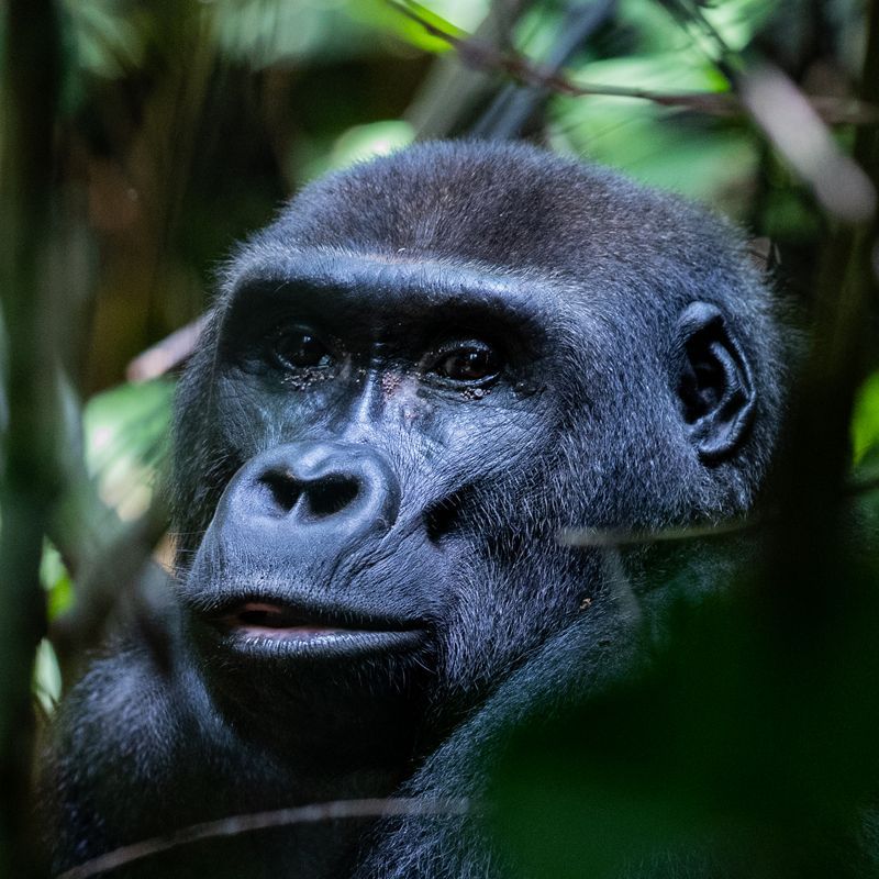 Gaze upon the profound intelligence of a Western Lowland Gorilla in Dzanga-Sangha, Central African Republic. This captivating photograph captures the gorilla’s thoughtful expression as it sits amidst the dense forest, highlighting the strength, presence, and gentle curiosity of this endangered species. Dzanga-Sangha is renowned for its unique biodiversity and offers one of the rare opportunities to observe forest gorillas in their natural habitat. Witnessing these magnificent animals up close is a deeply moving and privileged experience. Inspiration Africa specializes in designing bespoke, tailor-made journeys that deliver extraordinary wildlife encounters across Africa’s most remarkable destinations.
