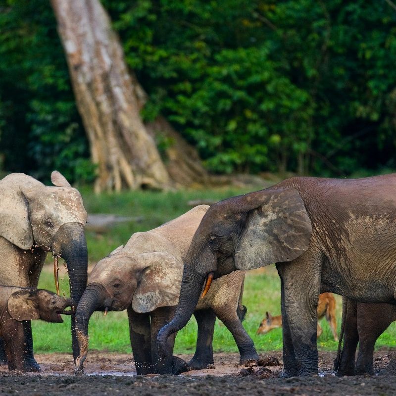 Witness a rare and powerful wildlife moment in the heart of the Dzanga-Sangha Reserve in the Central African Republic. This photo captures forest elephants gathered peacefully in a natural clearing, their smaller stature and rounded shapes distinct against the lush green rainforest. The open bai, framed by dense tropical forest, offers a unique window into the secret lives of these elusive elephants. Inspiration Africa designs tailor-made journeys that bring you closer to extraordinary wildlife encounters in some of Africa’s most remote destinations. Let us create your personalized, conservation-focused adventure to explore the remarkable biodiversity of Dzanga-Sangha.
