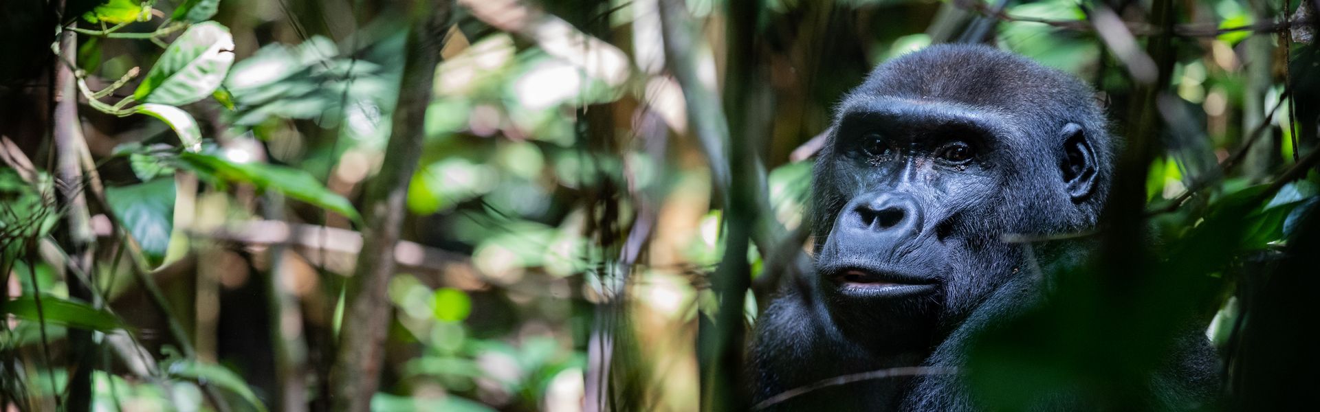 Gaze upon the intense concentration of a Western Lowland Gorilla in Dzanga-Sangha, Central African Republic. This powerful faceshot captures the gorilla looking thoughtfully into the distance, conveying the profound intelligence of these forest giants. Witnessing this endangered species is a deeply privileged encounter. Inspiration Africa specializes in designing your bespoke, tailor-made trip for incredible gorilla trekking experiences and exploration of other extraordinary destinations across Africa. Start planning your remote wildlife adventure with us!