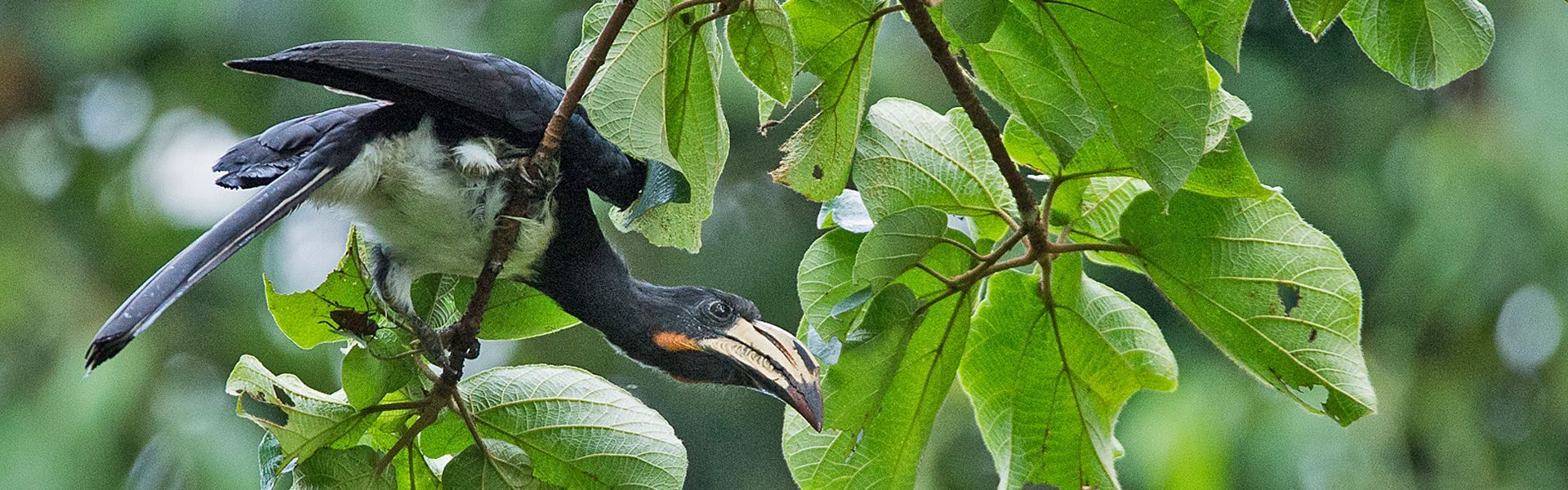 A colorful bird perched among dense greenery in the Sangha Dzanga region of the Central African Republic is captured in this immersive travel photograph, taken during a birdwatching experience in the heart of the rainforest. Surrounded by lush foliage and filtered natural light, the bird stands out against the rich layers of forest vegetation, highlighting the region’s remarkable biodiversity. The scene conveys the quiet focus and anticipation that define birdwatching in this remote and pristine ecosystem. Soft light and natural textures create an atmosphere of depth and tranquility, reflecting the untouched character of Sangha Dzanga. Inspiration Africa curates bespoke, tailor-made journeys to the Central African Republic and across Africa, offering immersive wildlife and conservation-focused travel experiences in extraordinary destinations.