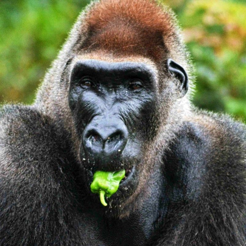 Experience a remarkable wildlife moment in the untouched rainforests of the Democratic Republic of Congo. This photo captures a western lowland gorilla standing calmly amid lush green vegetation, its expressive eyes and powerful frame offering a rare and intimate glimpse into the life of this endangered species. Soft forest light highlights the rich textures of its dark fur and the vibrant, biodiverse habitat that surrounds it. Inspiration Africa creates tailor-made journeys that bring you closer to extraordinary wildlife encounters and the remote landscapes they call home. Let us design your personalized, conservation-focused adventure into the heart of Congo’s pristine gorilla territory.