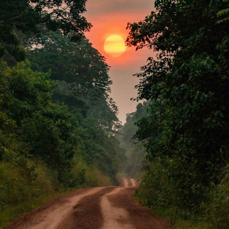 A deep orange sunset glows above a winding mud road through the lush jungles of the Republic of Congo, casting warm light across dense tropical vegetation and towering rainforest trees. The rich colors of the evening sky contrast beautifully with the vibrant green canopy, creating a dramatic and atmospheric scene in one of Central Africa’s most untouched wilderness regions. This remote forest landscape captures the raw beauty, mystery, and sense of exploration that define the Congo Basin, home to extraordinary biodiversity and ancient rainforest ecosystems.
Inspiration Africa specializes in bespoke, tailor-made journeys across the Republic of Congo and the African continent, creating immersive travel experiences that connect travelers with pristine rainforests, rare wildlife encounters, and authentic cultural discovery. From exploring remote jungle landscapes to unforgettable safari and conservation experiences, every itinerary is carefully curated to showcase the beauty, diversity, and spirit of Africa.