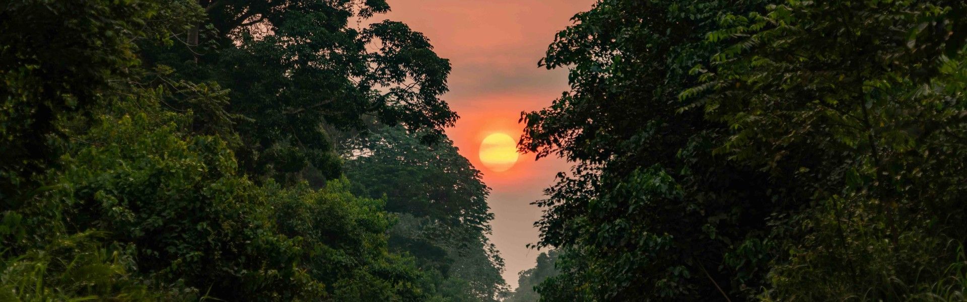 An intense orange sunset glows through the dense jungle canopy of Congo Brazzaville, casting warm golden light across towering trees, thick vegetation, and the untamed landscapes of the Congo Basin rainforest. The vivid sky transitions from deep amber to soft crimson, creating a dramatic contrast with the lush green jungle below and highlighting the raw, untouched beauty of Central Africa’s wilderness. This breathtaking moment captures the atmosphere of one of the world’s most biodiverse regions, where nature remains vast, wild, and deeply immersive. Inspiration Africa specializes in bespoke, tailor-made journeys across Congo Brazzaville and the African continent, creating immersive travel experiences that connect travelers with extraordinary landscapes, rare wildlife encounters, and authentic cultural discovery. Every itinerary is carefully curated to reveal the beauty, mystery, and spirit of Africa.
