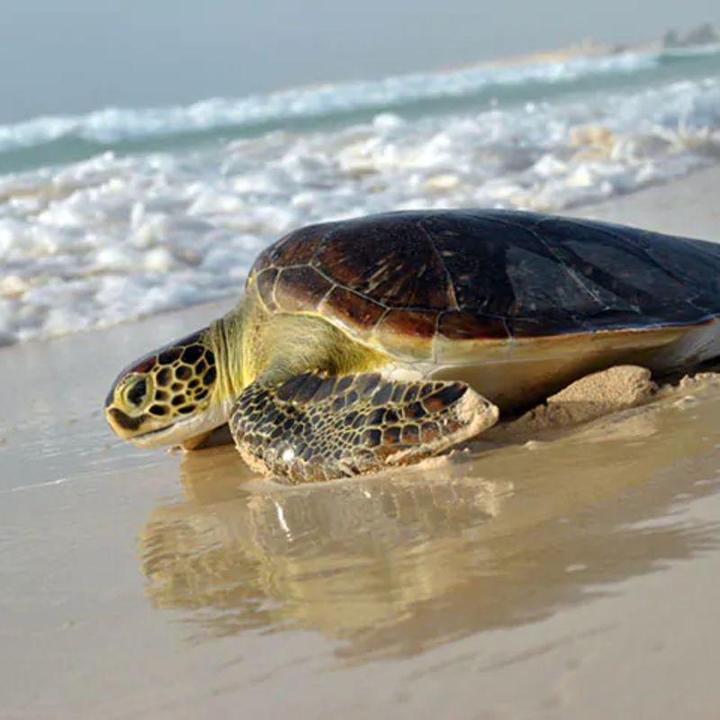 Witness turtle conservation in Cape Verde with Inspiration Africa. This image shows a turtle at the water’s edge—a powerful moment found on the beaches of islands like Boa Vista, Sal, and Maio. Between June and October, loggerhead turtles (Caretta caretta) come ashore to nest, making Cape Verde one of the world’s most important sites for this endangered species. Guided night walks and conservation programs offer respectful, educational encounters. Inspiration Africa organizes tailor-made trips that include turtle watching, nature excursions, and cultural experiences across the archipelago. Let us help you explore Cape Verde’s wildlife and coastal beauty with care and insight.