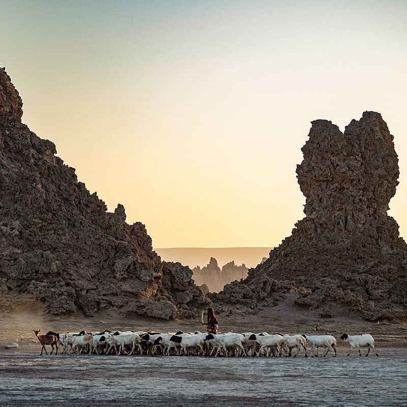 Experience the surreal beauty of Djibouti’s Lac Abbé with this captivating image of its otherworldly limestone chimneys rising from shimmering salt flats. The photo captures the lake’s steaming vents, mineral-rich formations and soft pastel light—elements that create one of the most unusual and atmospheric landscapes in East Africa. Surrounded by volcanic plains and inhabited by nomadic Afar communities, Lac Abbé offers a rare glimpse into a geological wonder shaped by tectonic forces and time.
Inspiration Africa designs tailor-made journeys to Djibouti, giving travellers the chance to explore Lac Abbé’s dramatic scenery, witness unforgettable sunrises and discover one of the continent’s most unique and hauntingly beautiful destinations.