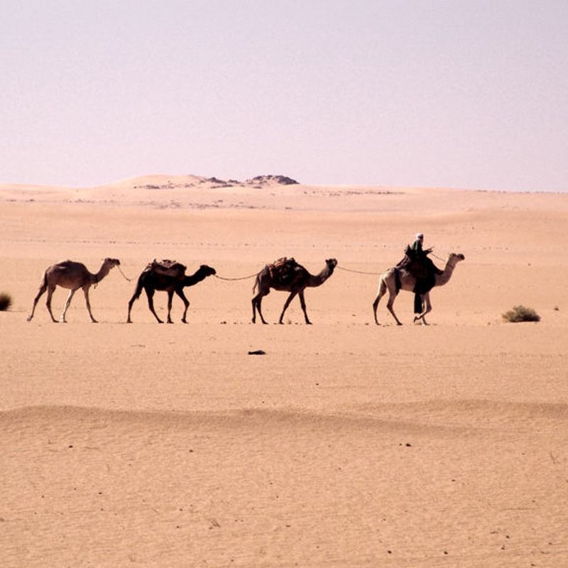 Gaze upon a timeless Saharan scene as camels traverse the desert landscapes of Tadjemout, Algeria. This evocative image captures a caravan moving across golden sand dunes beneath expansive desert skies, reflecting centuries-old traditions of nomadic life in the Sahara. The resilience of the camels and the vast, tranquil environment convey the enduring connection between people, animals, and desert landscapes. Exploring Algeria’s remote Saharan regions offers a powerful sense of space, silence, and cultural depth. Inspiration Africa specializes in designing bespoke, tailor-made journeys that uncover Africa’s most authentic desert experiences and extraordinary destinations.