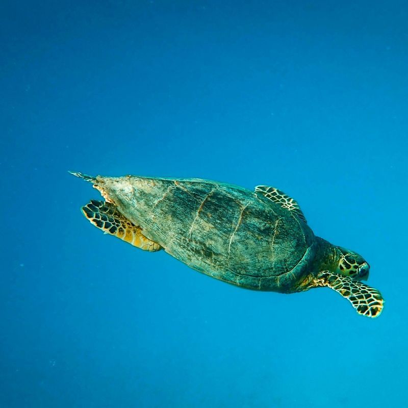 A sea turtle swimming gracefully in the clear waters of the Red Sea in Egypt is captured in this captivating underwater travel photograph, highlighting one of the world’s most renowned marine ecosystems. Gliding above vibrant coral reefs and schools of tropical fish, the turtle moves effortlessly through crystal-clear blue water illuminated by filtered sunlight from the surface. The scene conveys tranquility, biodiversity, and the rich underwater life that defines diving in the Red Sea. Subtle light patterns and reef textures enhance the sense of depth and immersion. Inspiration Africa curates bespoke, tailor-made journeys to Egypt and across Africa, combining exceptional diving experiences with cultural exploration and unforgettable coastal adventures.