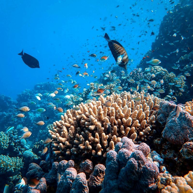 Experience the vibrant underwater world of Egypt with this captivating image of snorkeling in a Red Sea coral reef. The photo captures colourful corals and tropical fish, highlighting the rich biodiversity and crystal-clear waters that make the Red Sea one of the world’s premier snorkeling destinations. Sunlight filtering through the water enhances the vivid hues, creating a breathtaking and immersive scene that showcases the magic of Egypt’s marine life.
Inspiration Africa crafts tailor-made journeys to Egypt, offering travellers the opportunity to explore the Red Sea’s spectacular coral reefs, encounter extraordinary marine species, and immerse themselves in the beauty and wonder of one of Africa’s most iconic underwater ecosystems.